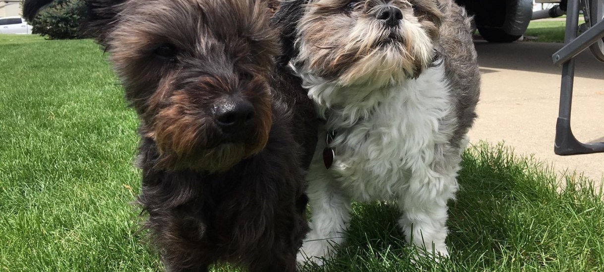 Travel with your&nbsp;pets…